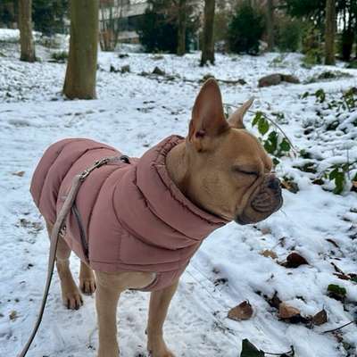 aktuelles Foto Gruppe Französische Bulldogge