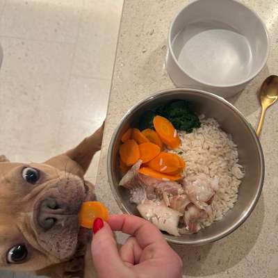 aktuelles Foto Gruppe Reisen mit Hund