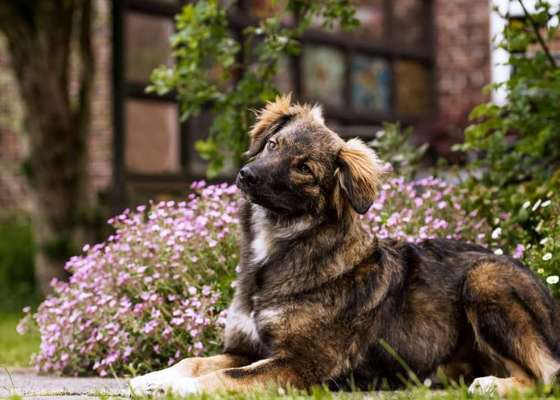 Die Dogorama Monats Challenge "Es grünt und blüht"-Beitrag-Bild