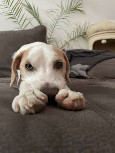 Zeigt mir die tollste Nahaufnahme von eurer Fellnase-Beitrag-Bild