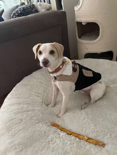 Auslandstierschutz-Beitrag-Bild