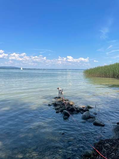 Dogorama Photo Challenge - schönster Gassiausblick-Beitrag-Bild