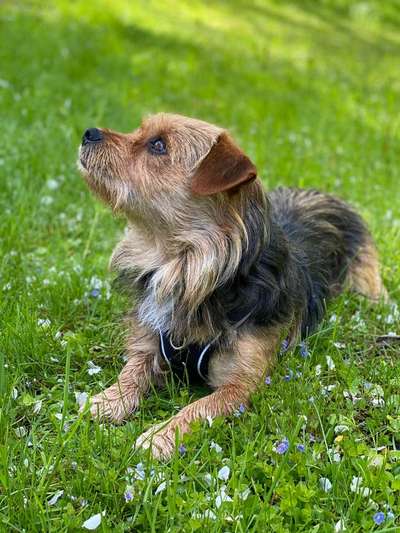 Die Dogorama Monats Challenge "Es grünt und blüht"-Beitrag-Bild