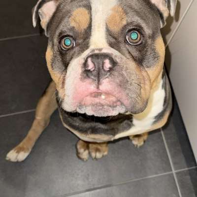 Hundetreffen-Gassirunden/Spielrunden-Bild