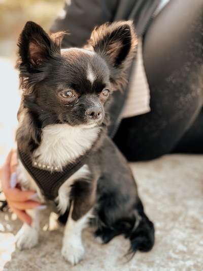 Die Dogorama Wochen Challenge: “Dein Hund im Urlaub”-Beitrag-Bild