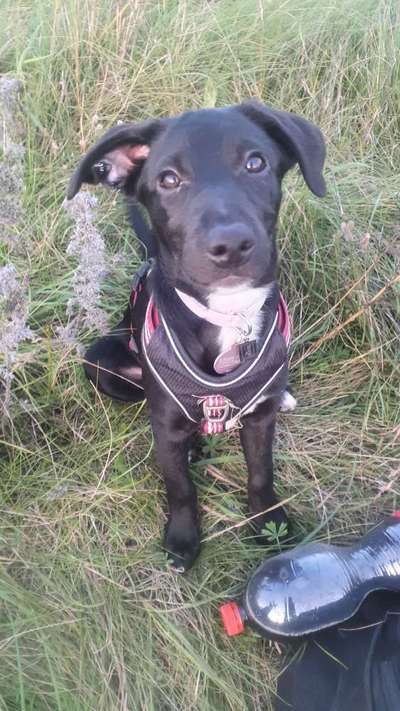 Mischlingshunde Foto Aufruf-Beitrag-Bild