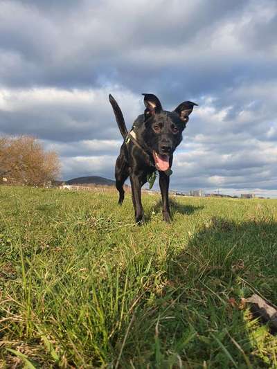 Fotochallenge No. 26                                     Wald und Wiese-Beitrag-Bild