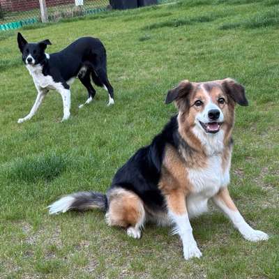 Hundetreffen-Gassirunde in der Natur-Bild