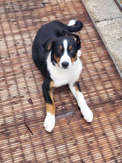 Berner Sennen-Beitrag-Bild