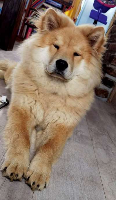 Welpen Bilder !-Beitrag-Bild