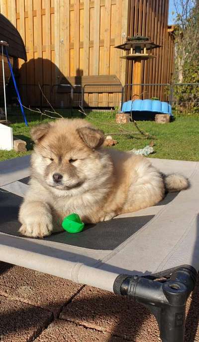 Welpen Bilder !-Beitrag-Bild