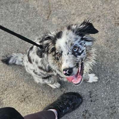 Hundetreffen-Gemeinsames Spazierengehen-Bild