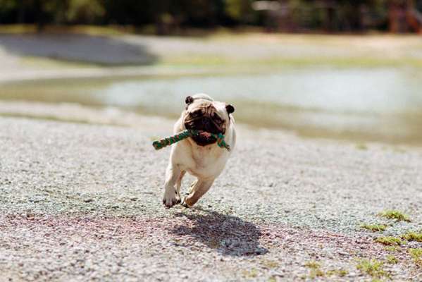 Hundetreffen-Mops Treffen-Bild