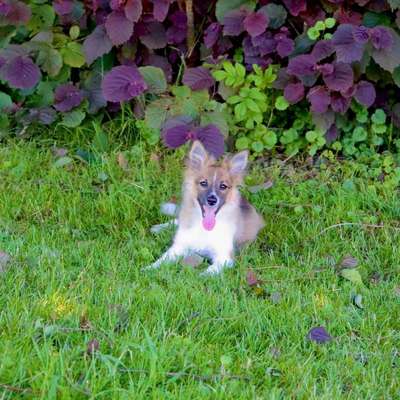 Hundetreffen-Welpentreffen-Bild