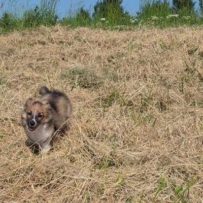 Hundetreffen-Welpentreffen-Bild