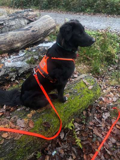 Mischlinge raten - Rätselspaß-Beitrag-Bild