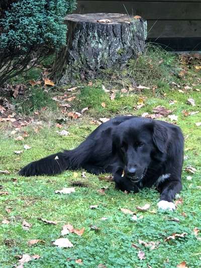 Mischlinge raten - Rätselspaß-Beitrag-Bild