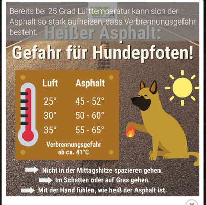 Terasse im Sommer pfotenfreundlich gestalten-Beitrag-Bild