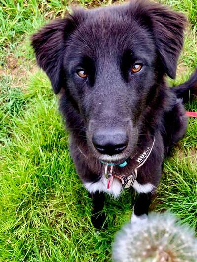 Dogorama Photo Challenge - Hundeblick zum hinschmelzen-Beitrag-Bild