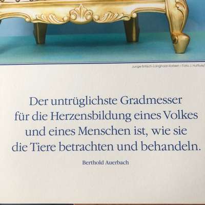 Qualzucht - Warum Aufklärung alleine nicht reicht-Beitrag-Bild