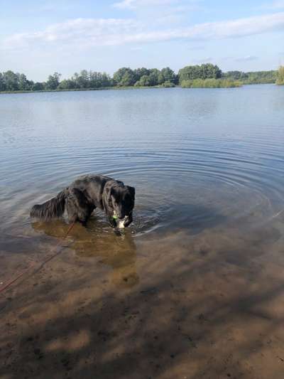 Mischlinge raten - Rätselspaß-Beitrag-Bild