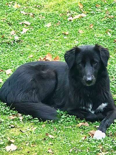 Auslandstierschutz-Beitrag-Bild