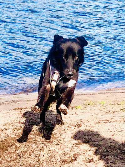 Postet das beste Foto von euren 4 beinern-Beitrag-Bild