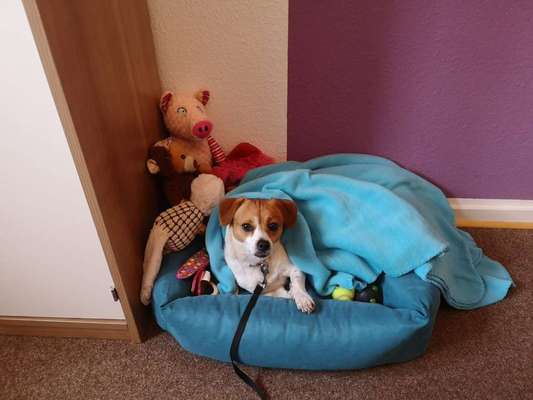 Jack Russel-Beitrag-Bild