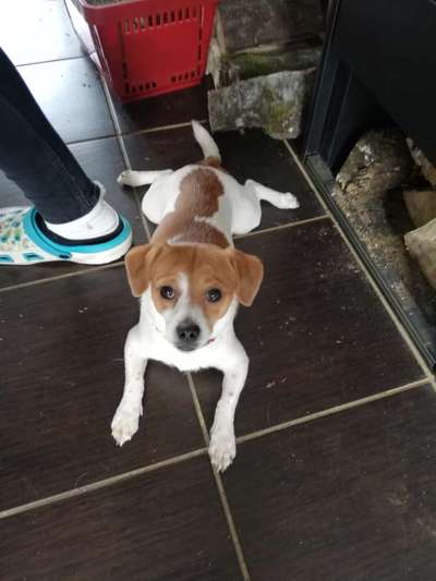 Jack Russel-Beitrag-Bild