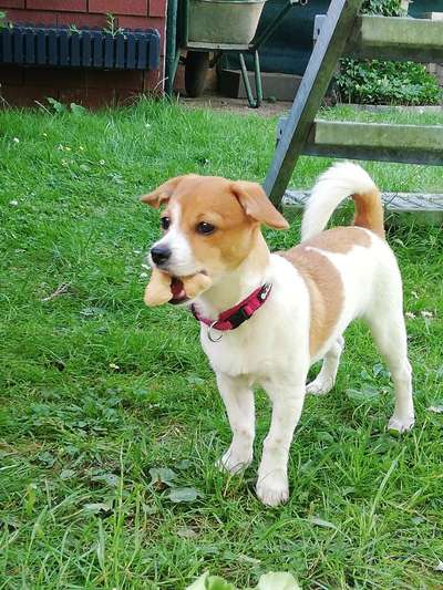 Jack Russel-Beitrag-Bild