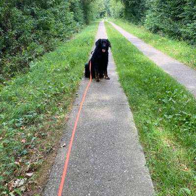 Hundetreffen-Gemeinsame Gassi Runden-Bild