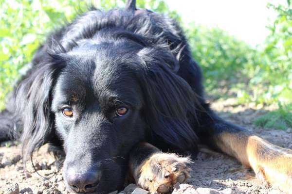 Hovawart-Beitrag-Bild