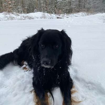 Hundetreffen-Gemeinsame Spaziergänge-Bild