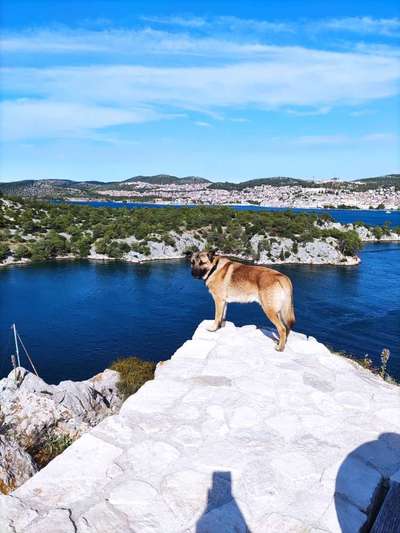 Herdenschutzhund-Beitrag-Bild