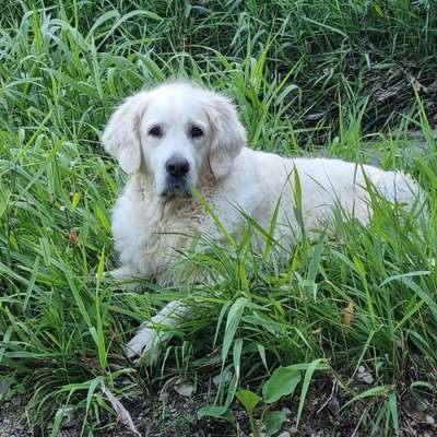 Hundetreffen-Spaziergänge 1230 Wien und Umgebung-Bild