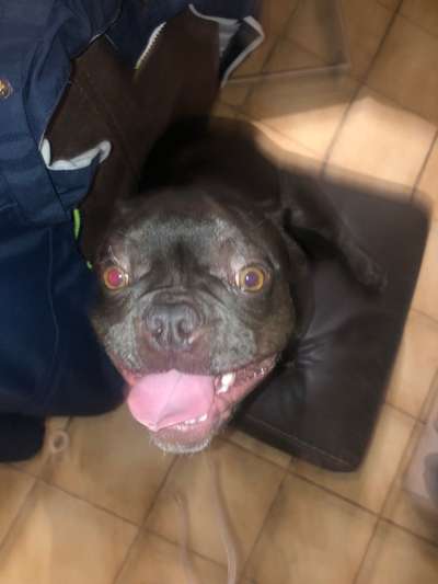 Fotochallenge Nr. 59 - Mein Hund zeigt die Zunge-Beitrag-Bild