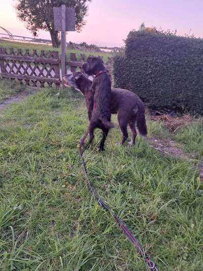 Hundetreffen-Schnüffel und Spielrunde in Treysa-Bild