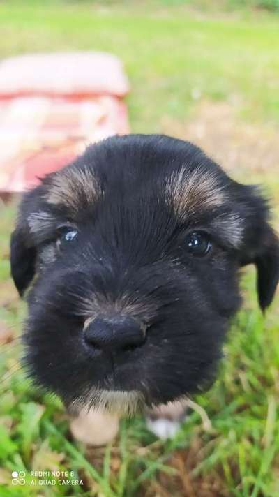 Welpen Bilder !-Beitrag-Bild