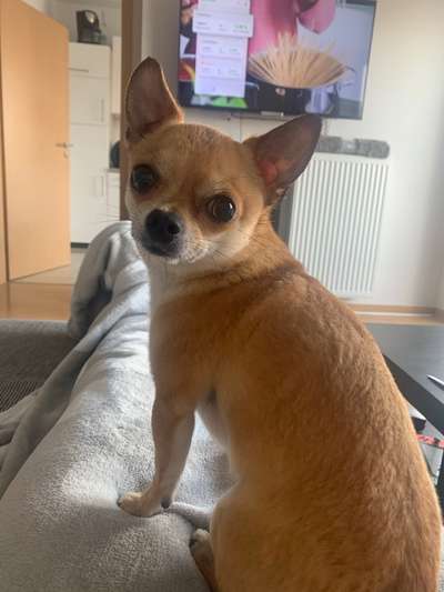 Hilfe bei komischen Chihuahua verhalten-Beitrag-Bild