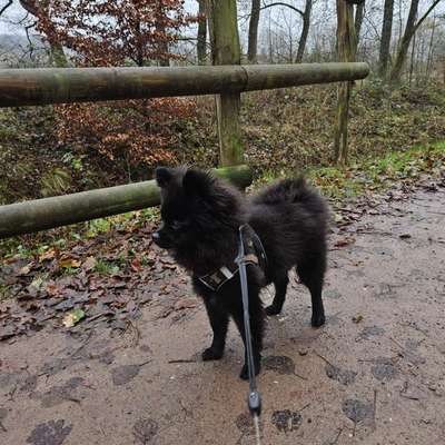 Hundetreffen-Junghund sucht netten Spielkumpel 🐶-Bild