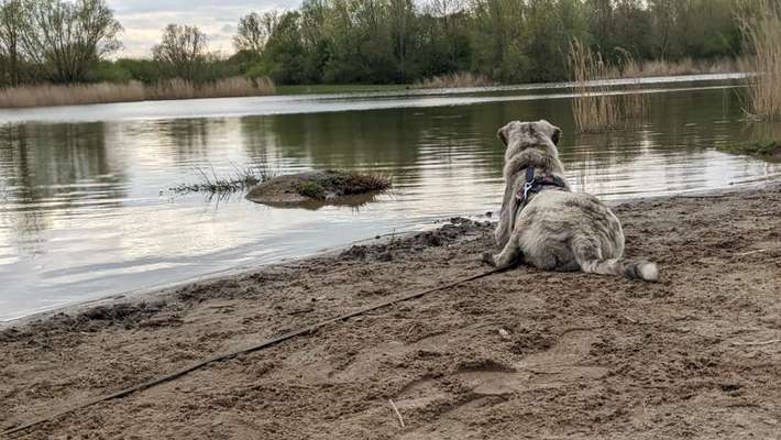 Herdenschutzhunde-Beitrag-Bild