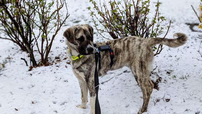 Auslandstierschutz-Beitrag-Bild