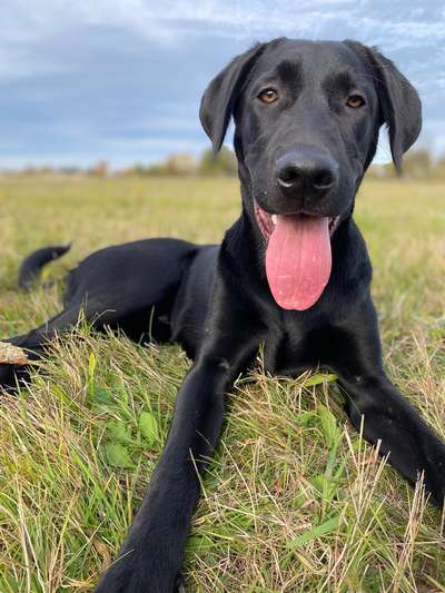 Hundetreffen-Spielfreunde gesucht ☺️-Bild