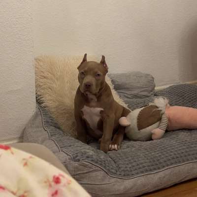 Hundetreffen-Mein Welpe sucht Gassigenossen (10 Wochen alt)-Bild