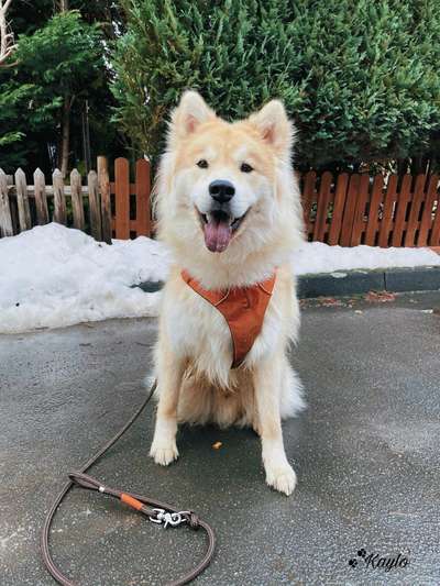 CHALLENGE NR. 19 - Der Hundeblick-Beitrag-Bild