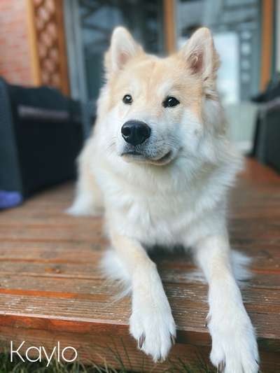 Eurasier-Beitrag-Bild