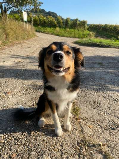 Hier ist der Spaßthread. Zum Schmunzeln und Kaputtlachen-Beitrag-Bild