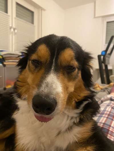 Hier ist der Spaßthread. Zum Schmunzeln und Kaputtlachen-Beitrag-Bild