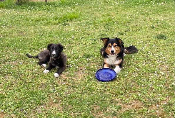 Hundetreffen-Gemeinsam Gassi gehen-Bild