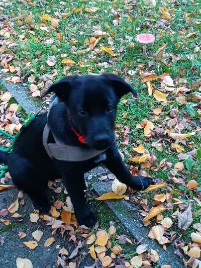 Welpen Bilder !-Beitrag-Bild